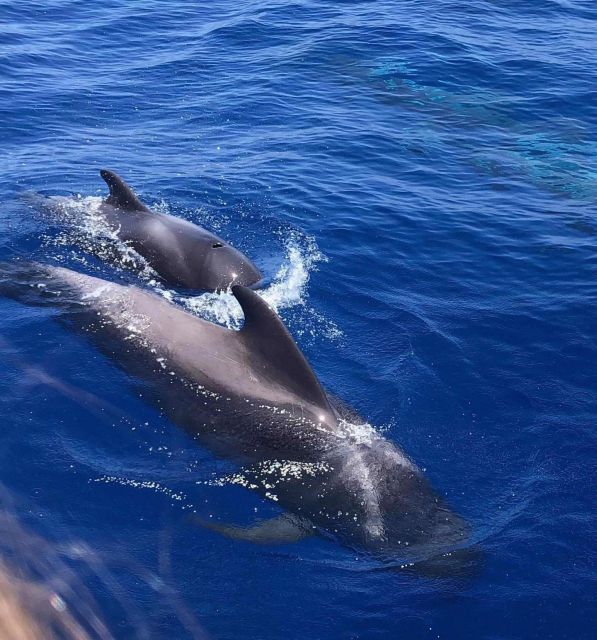Puerto Colon: Whale and Dolphin Watching Yacht Trip - Puerto Colón sail trip, why the small-boat style is worth it