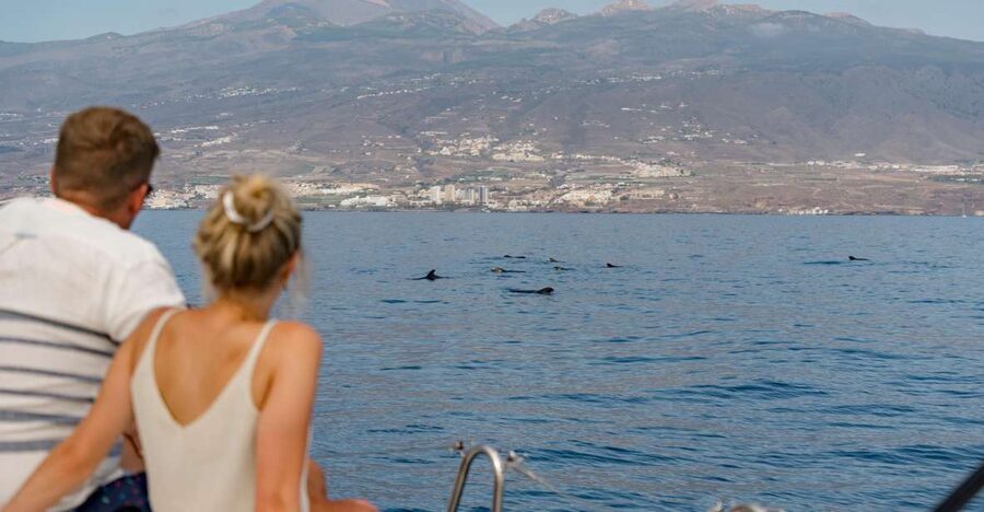 Puerto Colon: Whale and Dolphin Watching Yacht Trip - The Costa Adeje cruise window: 3 hours that stay focused