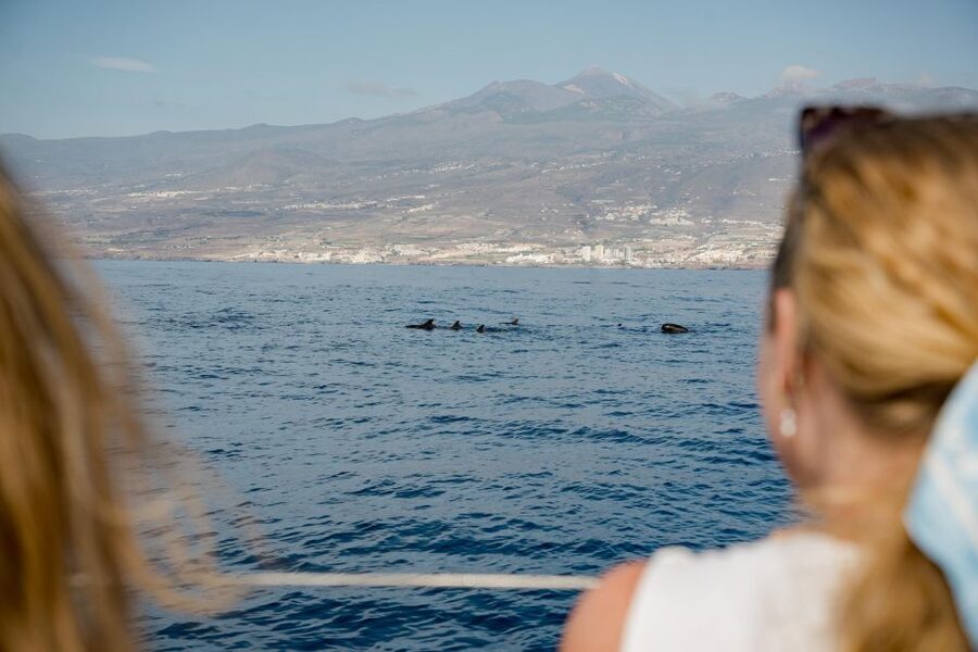Puerto Colon: Whale and Dolphin Watching Yacht Trip - What you are looking for: pilot whales, dolphins, and turtles
