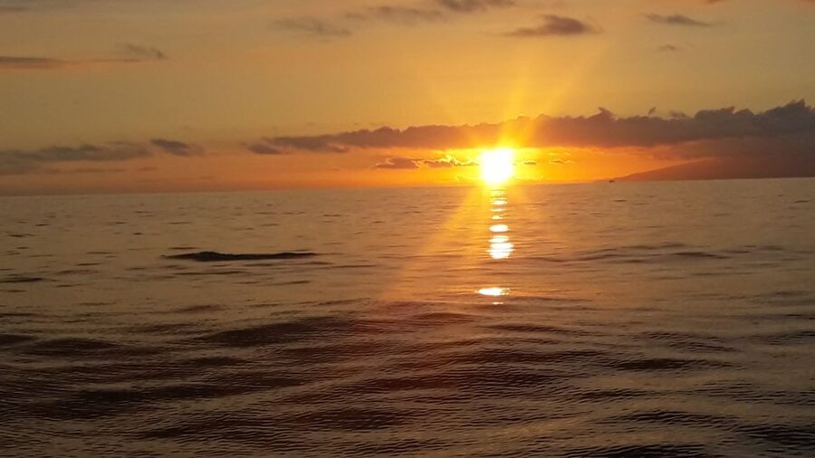 Puerto Colon: Whale-Watching Sailing Tour with Meal & a Swim - What’s Included in Your Meal: Paella, Cava, Sandwiches, and Drinks