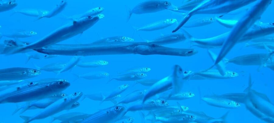 Puerto de la Cruz: Submarine Trip and Beach Stop in Tenerife - Price and Value: What $87 Includes, What You Still Pay