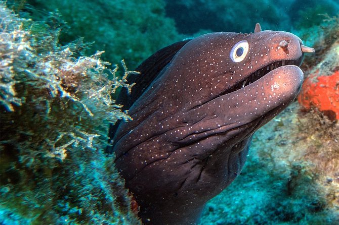 RECREATIONAL DIVE (certified divers only) : Explore Canarian Sealife - Practical overview in Las Galletas, Tenerife