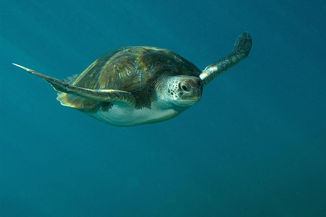 RECREATIONAL DIVE (certified divers only) : Explore Canarian Sealife - What the 3-hour plan feels like on the day