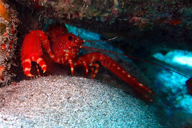 RECREATIONAL DIVE (certified divers only) : Explore Canarian Sealife - What you can look for: Canarian sealife sightings