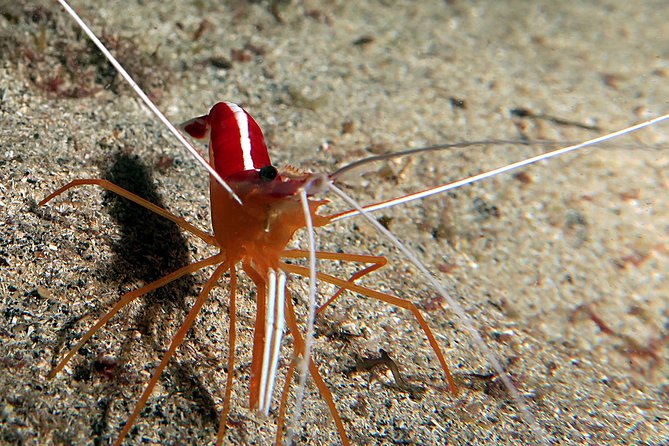 RECREATIONAL DIVE (certified divers only) : Explore Canarian Sealife - Included gear, photos, and the small comfort wins
