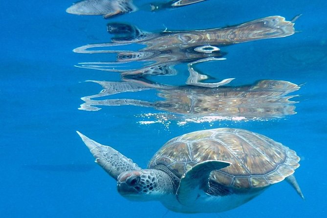RECREATIONAL DIVE (certified divers only) : Explore Canarian Sealife - Price check: what $114.93 really covers