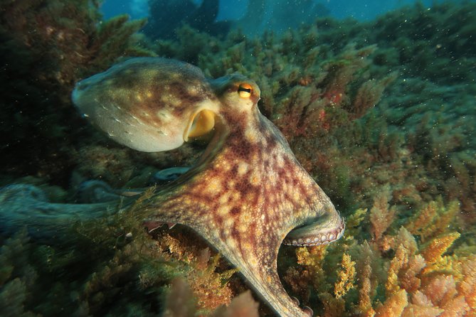 RECREATIONAL DIVE (certified divers only) : Explore Canarian Sealife - Who this suits best, and who should skip it