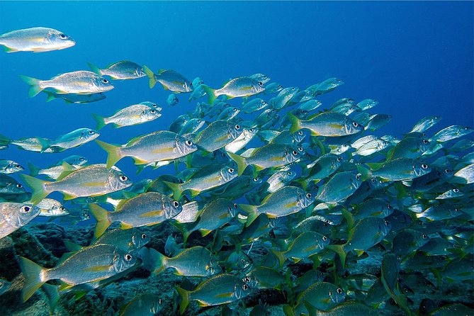RECREATIONAL DIVE (certified divers only) : Explore Canarian Sealife - Two guided underwater stops, matched to your certification level