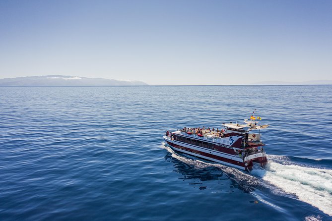 Royal Delfin 3H Dolphin & Whale Watching! Swimming & Lunch! - Key points before you go
