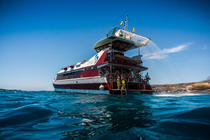 Royal Delfin 3H Dolphin & Whale Watching! Swimming & Lunch! - Royal Delfin catamaran and underwater windows, what you are really paying for