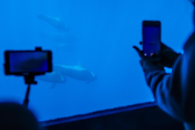 Royal Delfin 3H Dolphin & Whale Watching! Swimming & Lunch! - Wildlife spotting: whales and dolphins, and why sightings vary