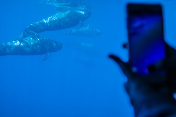 Royal Delfin 3H Dolphin & Whale Watching! Swimming & Lunch! - Lunch and drinks onboard, good value or a letdown depending on your taste