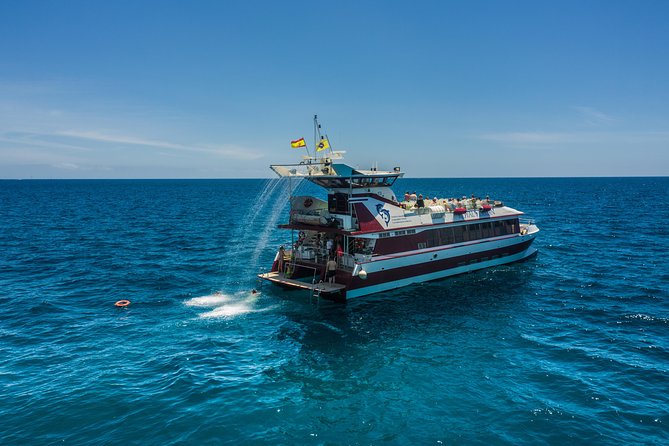 Royal Delfin 3H Dolphin & Whale Watching! Swimming & Lunch! - The swim stop at Diego Hernandez Bay, fun water time with real crowd reality