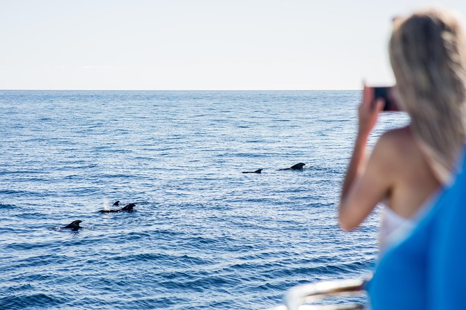 Royal Delfin 3H Dolphin & Whale Watching! Swimming & Lunch! - Staff, guidance, and the “how” of the whale and dolphin experience