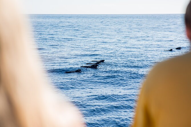 Royal Delfin 3H Dolphin & Whale Watching! Swimming & Lunch! - Should you book the Royal Delfin 3-hour Dolphin and Whale Watching with swim?