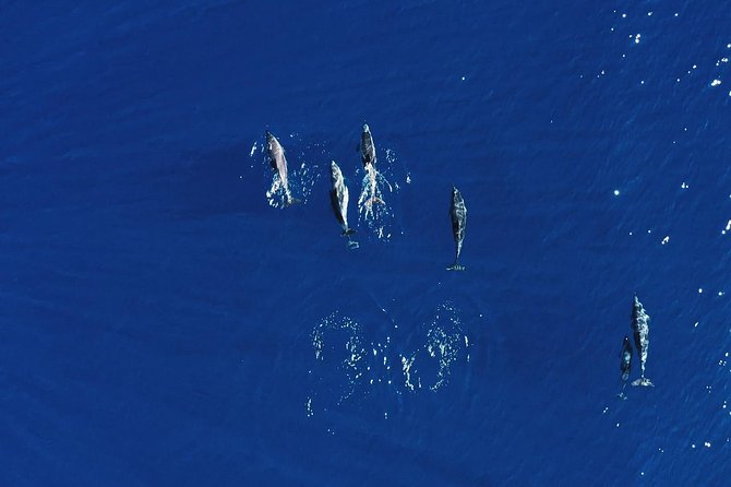 Royal Delfin 3H Dolphin & Whale Watching! Swimming & Lunch! - The 3-hour plan from Puerto Colón to Diego Hernandez Bay
