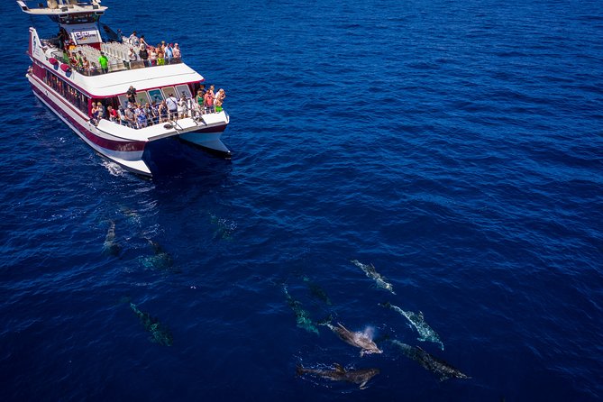 Royal Delfin - 4'5H Dolphin & Whale Watching - Los Gigantes Masca - Lunch & Swim - Masca Bay Swim Stop: Warm Water Fun, Just Plan for the Basics