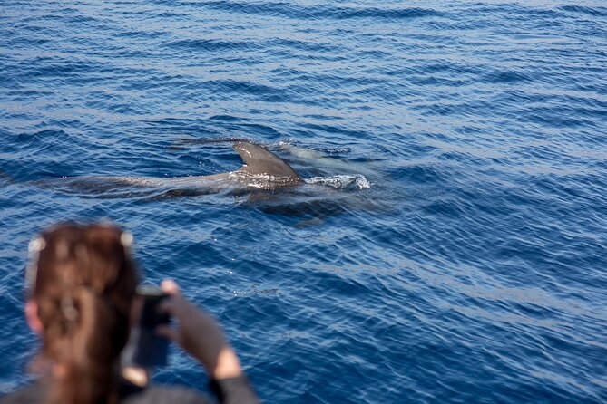 Royal Dolphin Whale watching excursion - How Underwater Windows Change Whale Watching in Tenerife