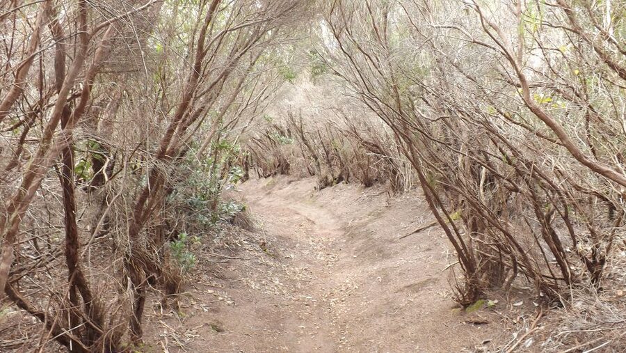 Santa Cruz de Tenerife: 2-Hour Hiking Tour in Anaga Forest - Price and Value: Is $50 a Fair Deal?