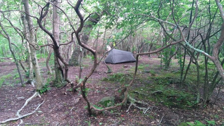 Santa Cruz de Tenerife: 2-Hour Hiking Tour in Anaga Forest - What You Should Bring (So You’re Not Miserable)