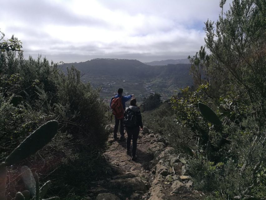Santa Cruz de Tenerife: 2-Hour Hiking Tour in Anaga Forest - Who This Hike Suits Best