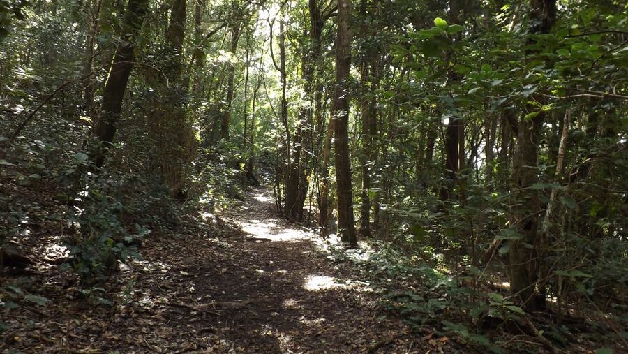 Santa Cruz de Tenerife: 2-Hour Hiking Tour in Anaga Forest - The Guide Experience: Why Angel’s Style Gets Mentioned