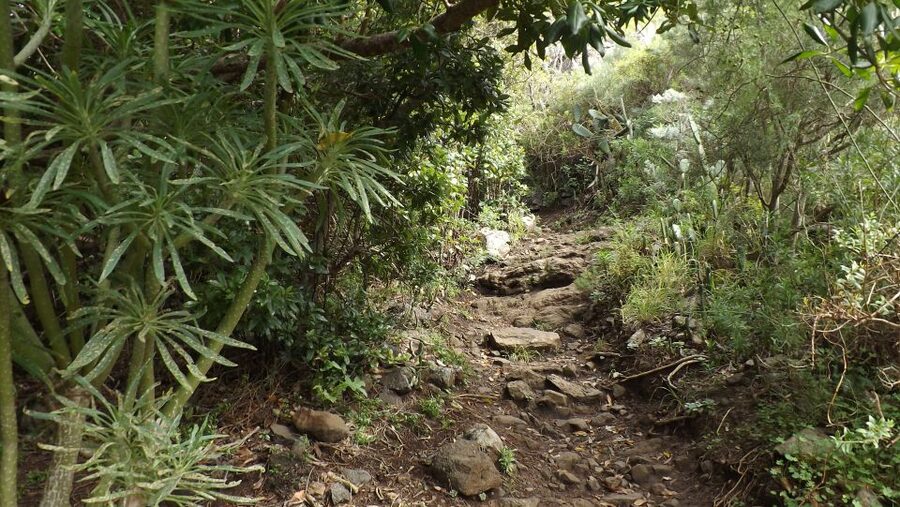 Santa Cruz de Tenerife: 2-Hour Hiking Tour in Anaga Forest - Logistics That Actually Matter on Day Trips