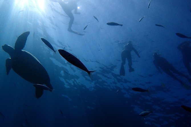 Scuba Adventure – 2 Guided Dives from Our Boat in Tenerife - Two Guided Underwater Descents: The Timing That Keeps It Fun