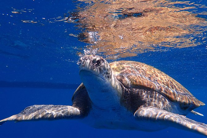 Scuba Adventure – 2 Guided Dives from Our Boat in Tenerife - The Guide Team Matters: Dan, Sho, Flo, Leon, and Nikki