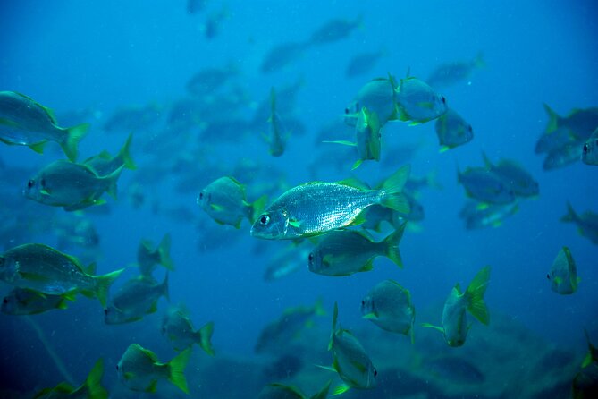 Scuba Adventure – 2 Guided Dives from Our Boat in Tenerife - Gear and Snorkel Time: What You Should Bring (and What You Can Skip)