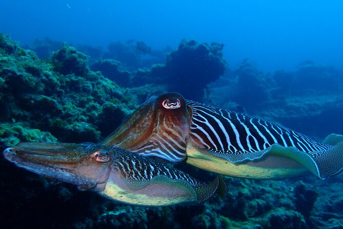 Scuba Adventure – 2 Guided Dives from Our Boat in Tenerife - Back at the Marina: The Break That Makes the Whole Day Work