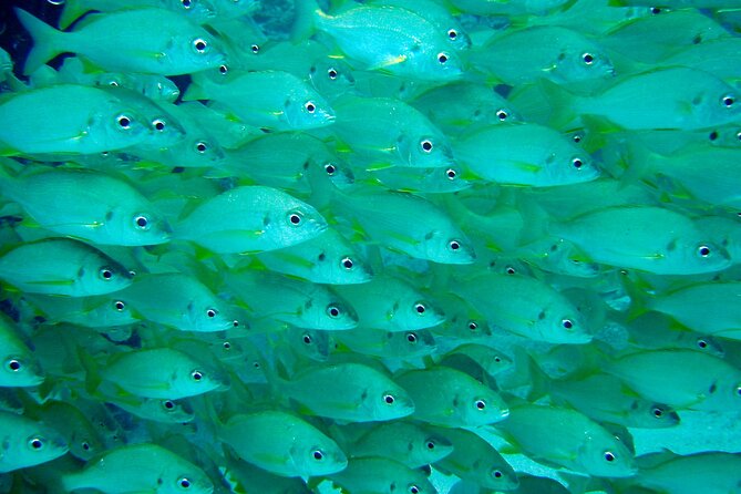 Scuba Adventure – 2 Guided Dives from Our Boat in Tenerife - Price and Value: Why $98.64 Can Be a Good Deal