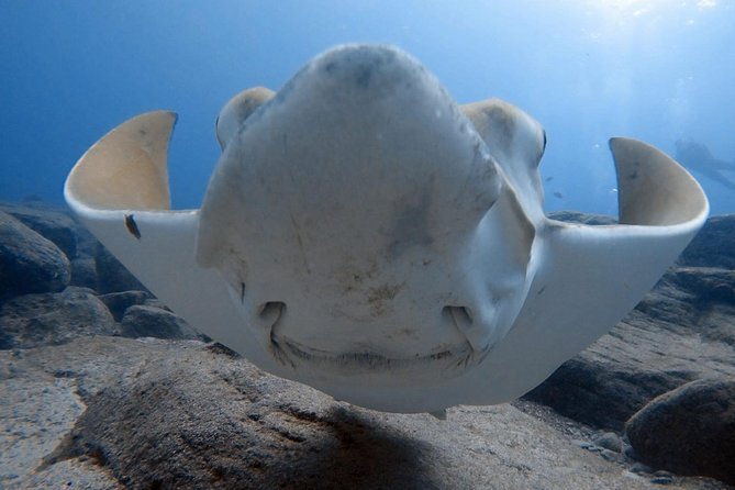 Scuba Diving for Certified Divers in Costa Adeje - Key highlights you will actually care about