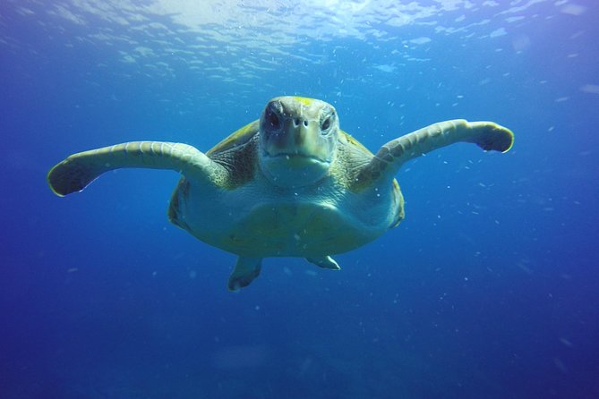 Scuba Diving for Certified Divers in Costa Adeje - Certified scuba for card-carrying divers in Costa Adeje, Tenerife