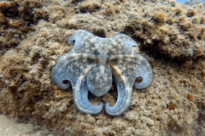 Scuba Diving for Certified Divers in Costa Adeje - Small-group instruction with Julia, Guillermo, and Roberto