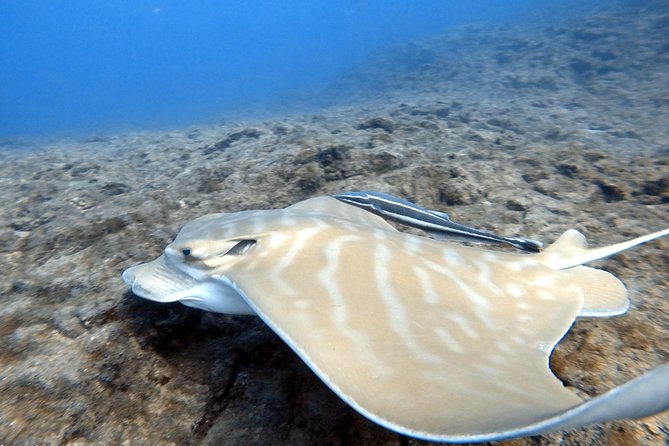 Scuba Diving for Certified Divers in Costa Adeje - Who should book, and who should think twice
