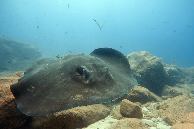 Scuba Diving for Certified Divers in Costa Adeje - From the Calle Colón meeting point to speedboat underwater time