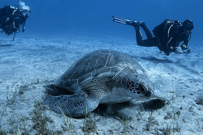 Scuba Experience in Tenerife with Guide - Going underwater around Tenerife’s volcanic rock and marine life