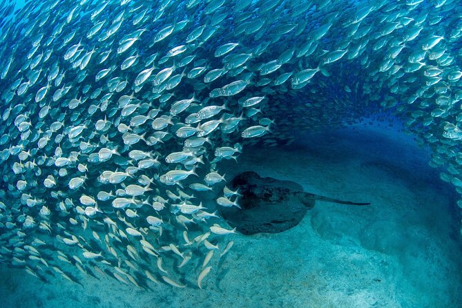 Scuba Experience in Tenerife with Guide - Why the instruction style feels relaxed, even when conditions are imperfect