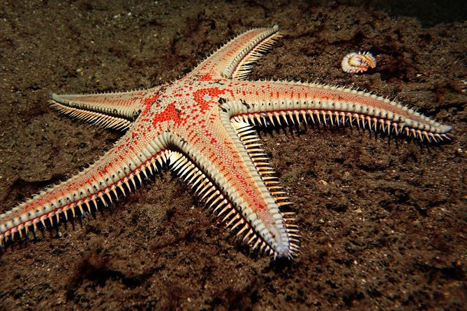 Scuba Night Dive on Tenerife - Small-group size and instructor attention you can feel