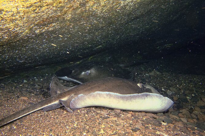 Scuba Night Dive on Tenerife - Certification and fitness: the two gates you cannot skip