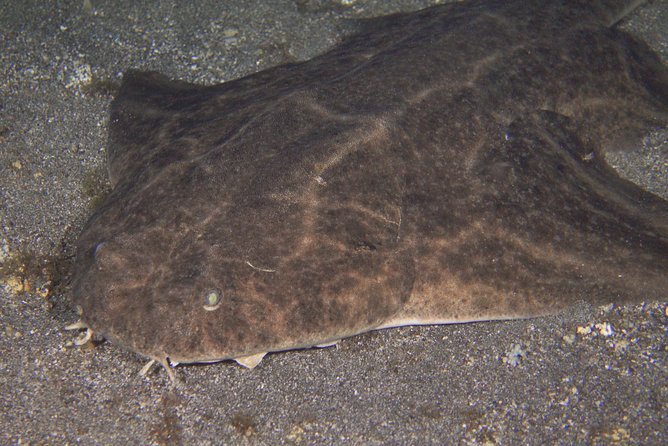 Scuba Night Dive on Tenerife - Radazul Bay base: what makes the meeting point convenient