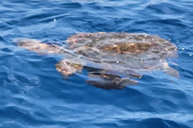 SEA SAFARI Dolphins, Whales, 3h speedboat DISCOVERY-TOUR - Drinks, sandwiches, and no food stress on the water