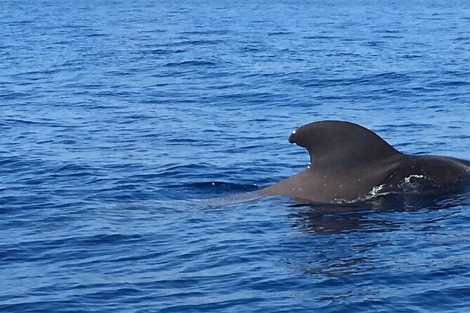 SEA SAFARI, Dolphins, Whales, snorkeling, snack and drink, 2 h speedboat - Atlantic Speedboat in Costa Adeje: What You Really Get