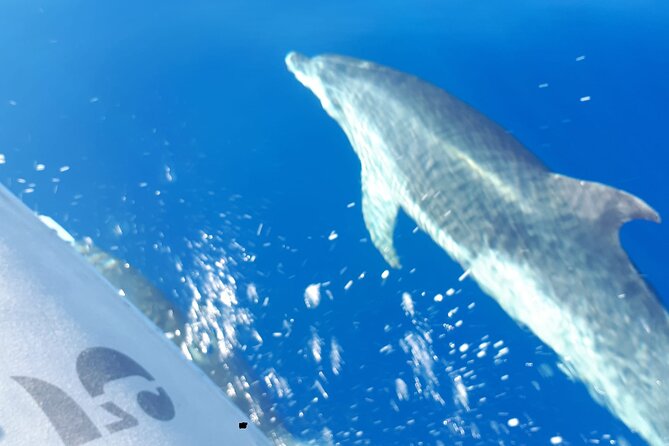 SEA SAFARI, Dolphins, Whales, snorkeling, snack and drink, 2 h speedboat - Snorkeling or Swimming Time: Make It Worth Your Effort