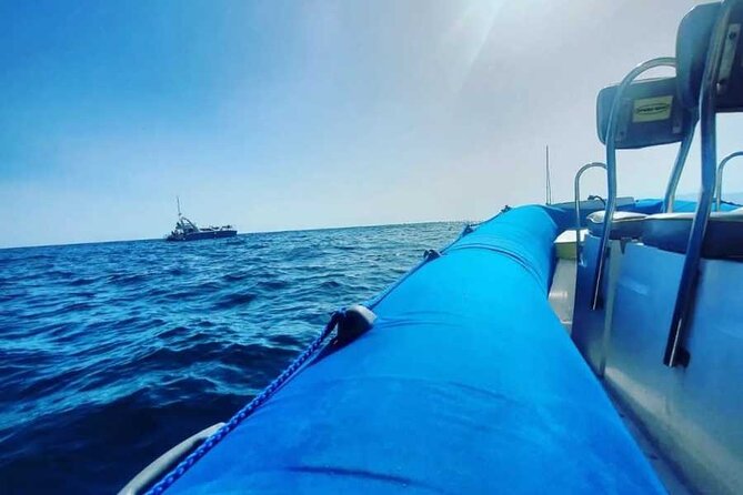 SEA SAFARI, Dolphins, Whales, snorkeling, snack and drink, 2 h speedboat - Spotting Whales and Dolphins: How to Get the Best Chances