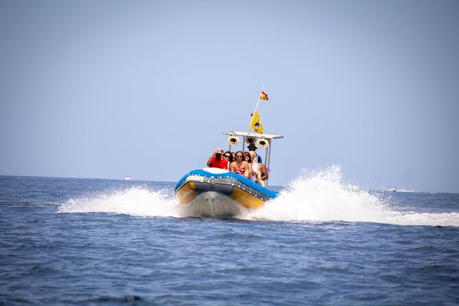 SEA SAFARI Dolphins,Whales, snorkeling, snack, drink, 3h private - Key highlights