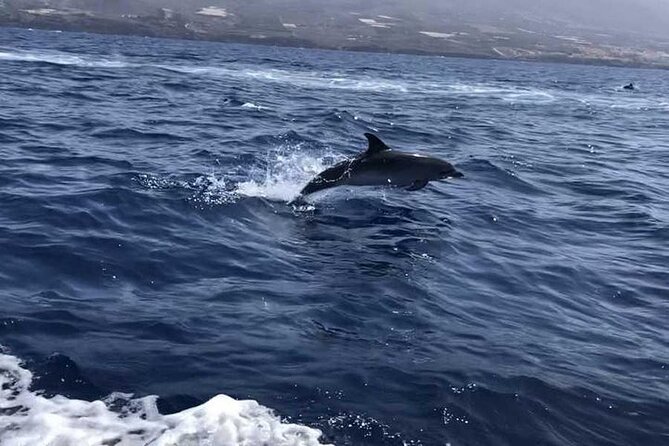 SEA SAFARI Dolphins,Whales, snorkeling, snack, drink, 3h private - Dolphin and Whale Watching With an Animal-First Captain Style