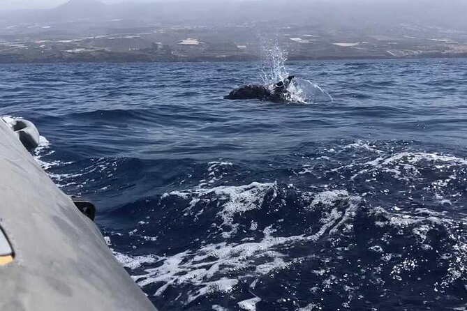 SEA SAFARI Dolphins,Whales, snorkeling, snack, drink, 3h private - Who This Safari Fits Best, and Who Might Prefer Something Else
