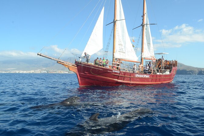 Sealife Dolphin & Whale Watching aboard Portuguese schooner - A Tenerife Whale Trip That Feels More Like a Boat Day